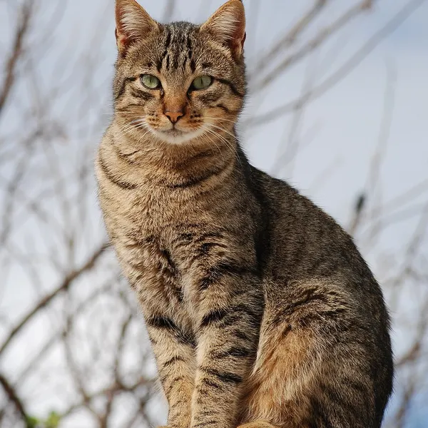 Tabby cat original photo