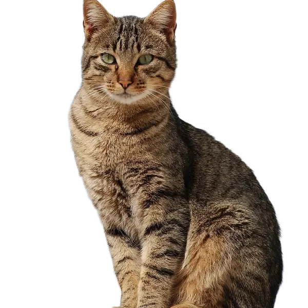Tabby cat after background remover